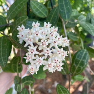 Hoya Elliptica ‘Black Petiole’ | Rare Hoya Plant