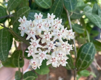 Hoya Elliptica ‘Black Petiole’ | Rare Hoya Plant