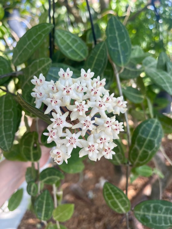 kalanchoe plant KALANCHOE WHITE FLOWER PLANT – Plantology Lab Trading