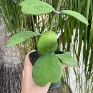 Hoya Kerrii | Sweetheart Plant
