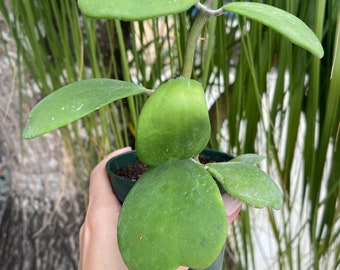 Hoya Kerrii | Sweetheart Plant