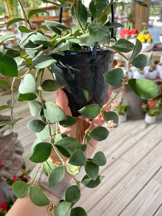 Hoya Nummularioides | RARE - Etsy Israel