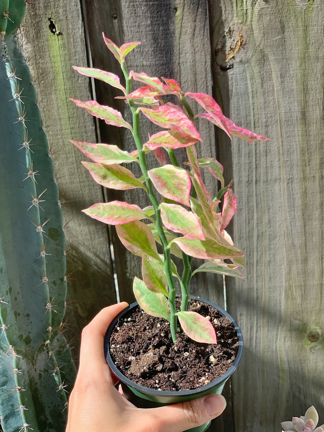 Devil's Backbone I Pink Variegated - Etsy 