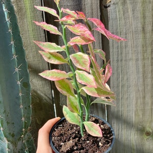 Devil's Backbone I Pink Variegated