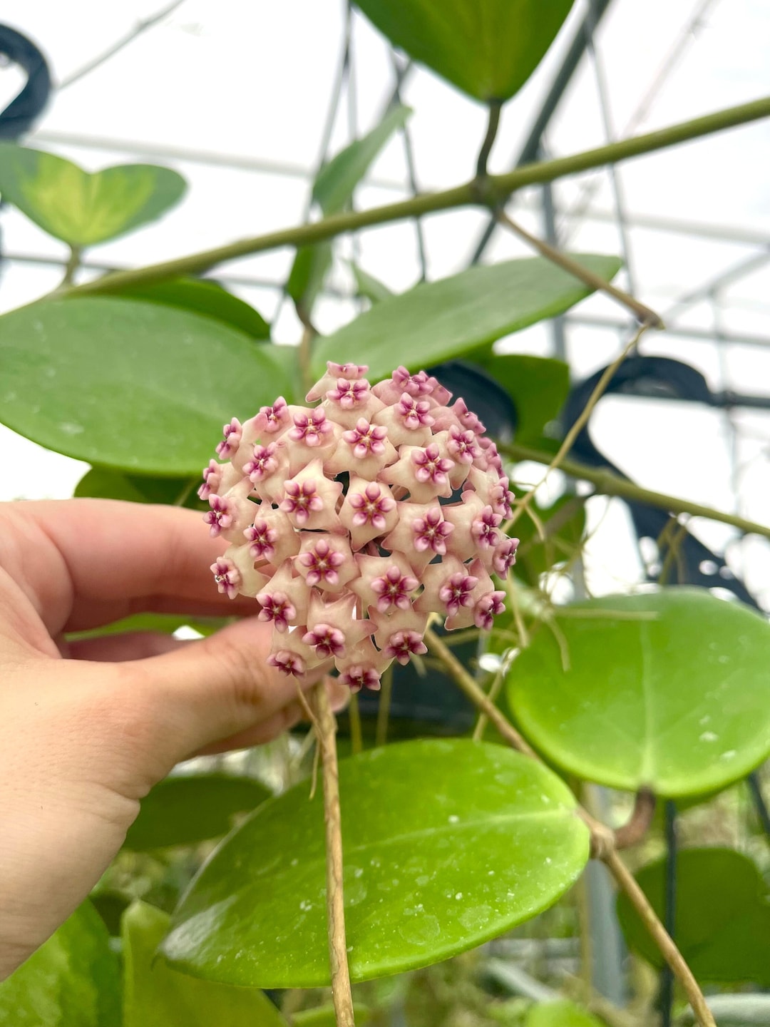 0727 ＊ホヤ ＊ Hoya ＊ sweet scent ＊ スイートセント il_1080xN.5813900294_nj2t.jpg