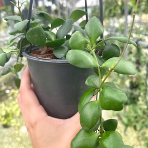 Hoya Heuschkeliana Yellow Rare Hoya Plant image 1