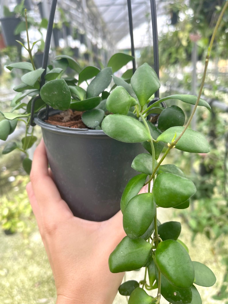 Hoya Heuschkeliana Yellow Rare Hoya Plant image 1