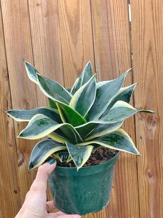 Buy Sansevieria Trifasciata | Snake Plant Online in India - Etsy