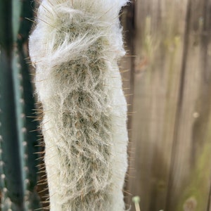 Old Man Cactus Cephalocereus Senilis image 2