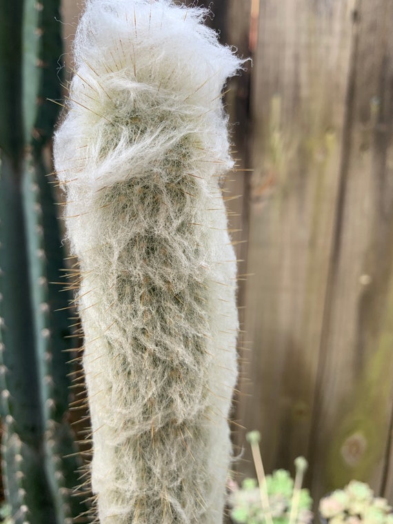 Old Man Cactus | Cephalocereus Senilis - Etsy sterreich