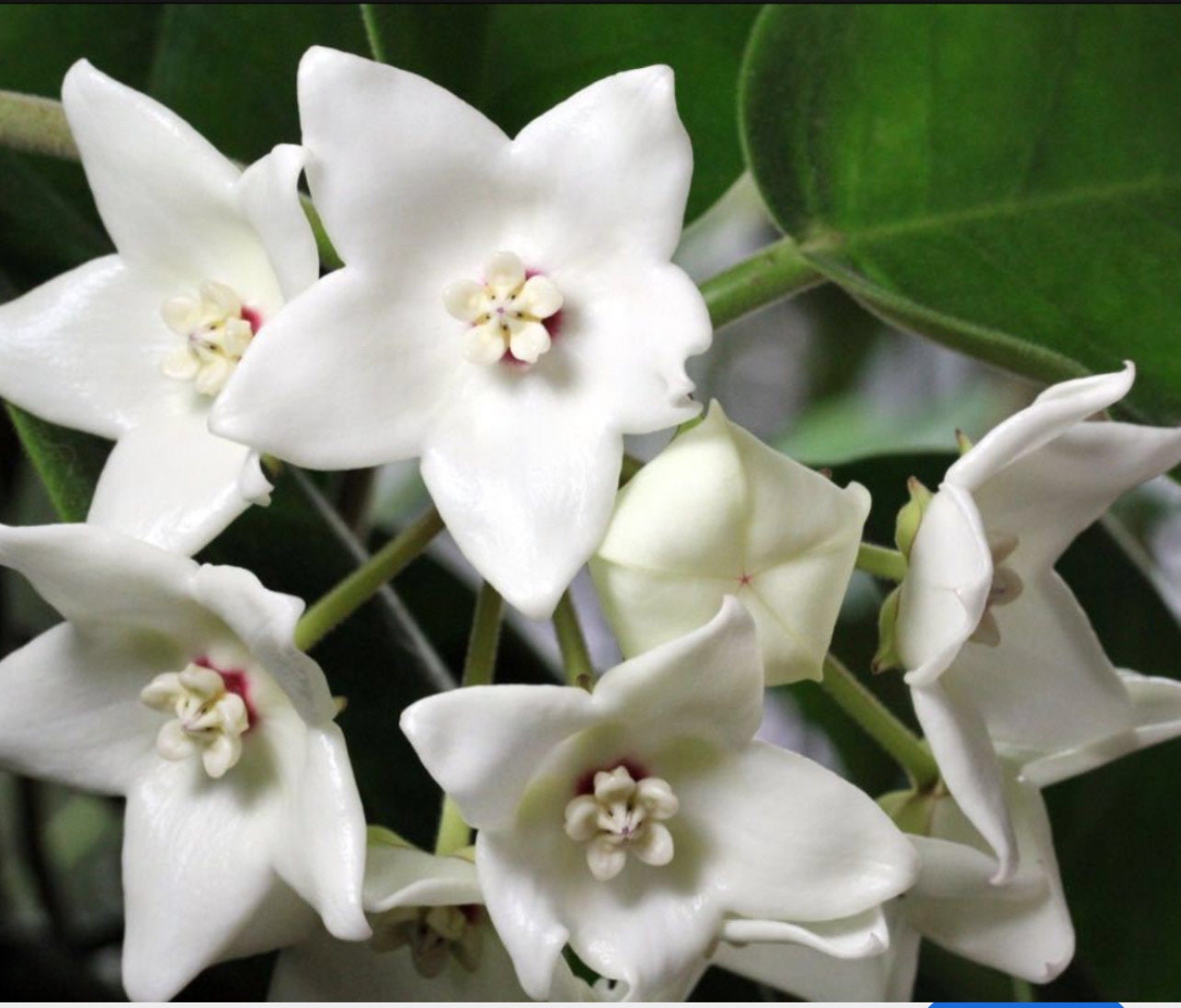 花座付き4寸HOYAインペリアリス　パワラン Hoya Imperialis Alba - White - VERY RARE Hoya Plant - Etsy 日本