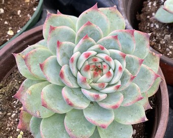 Echeveria Colorata l Succulent