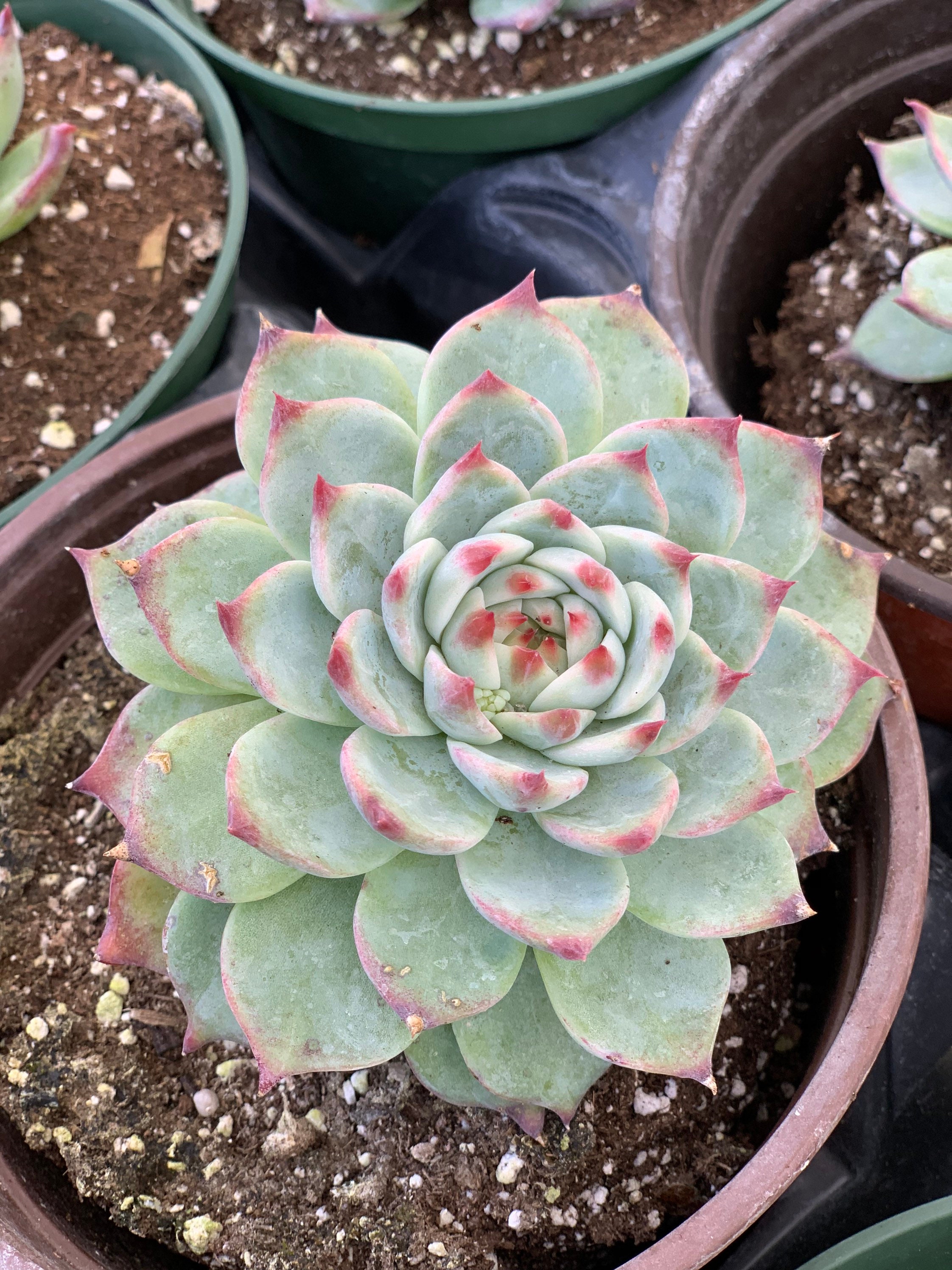 Echeveria Colorata l Succulent - Etsy 日本