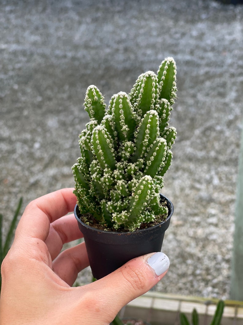 Fairy Castle Cactus Acanthocereus Tetragonus image 3