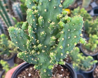 Maverick Cactus | Opuntia Monacantha F. Monstruosa | Prickly Pear Cactus