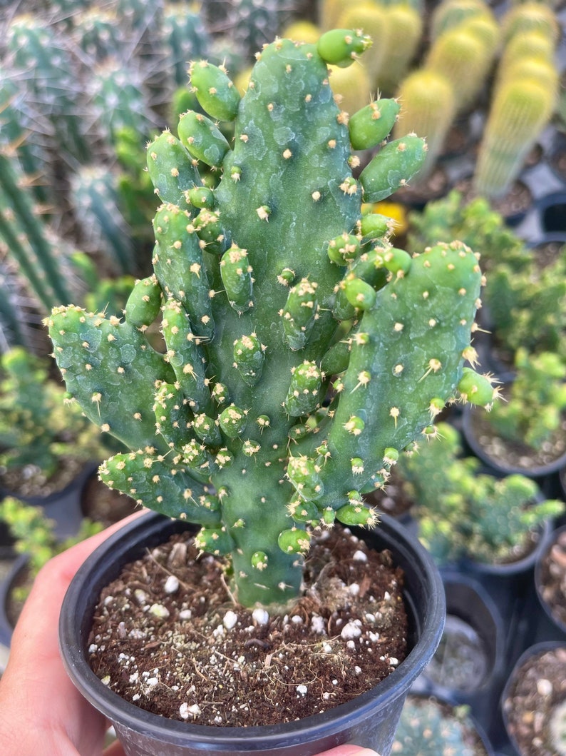 Maverick Cactus | Opuntia Monacantha F. Monstruosa | Prickly Pear Cactus