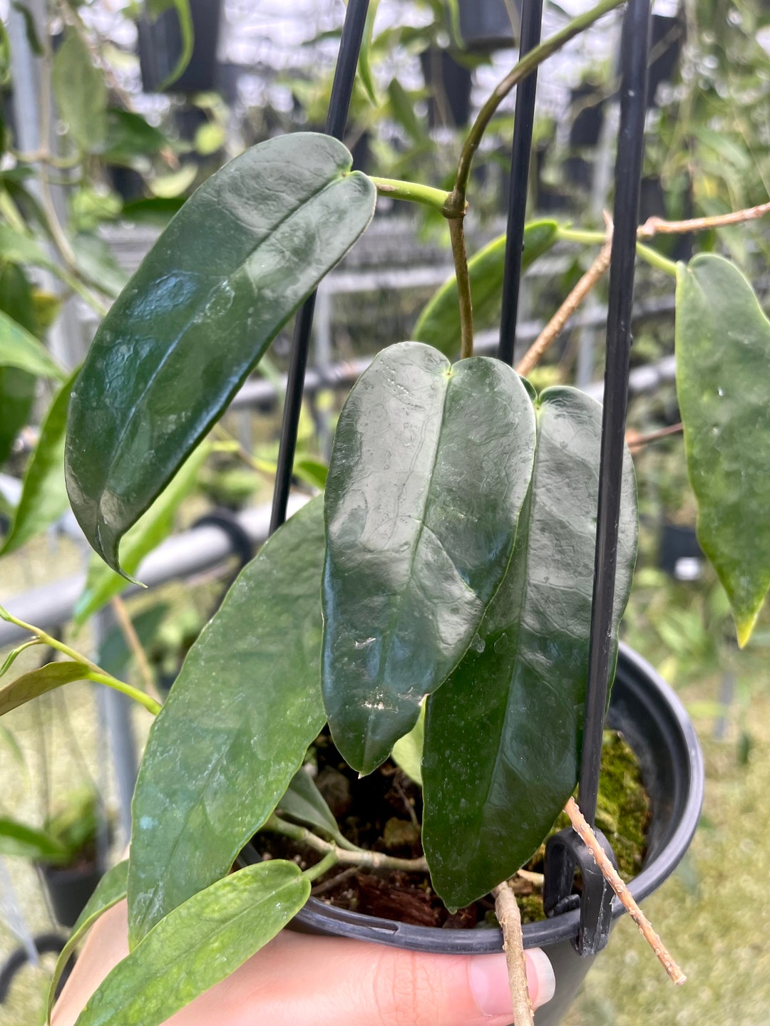 Hoya archboldiana variegata 約5~６cmカップ Hoya archboldiana varigata(Leaf, stem cutting)