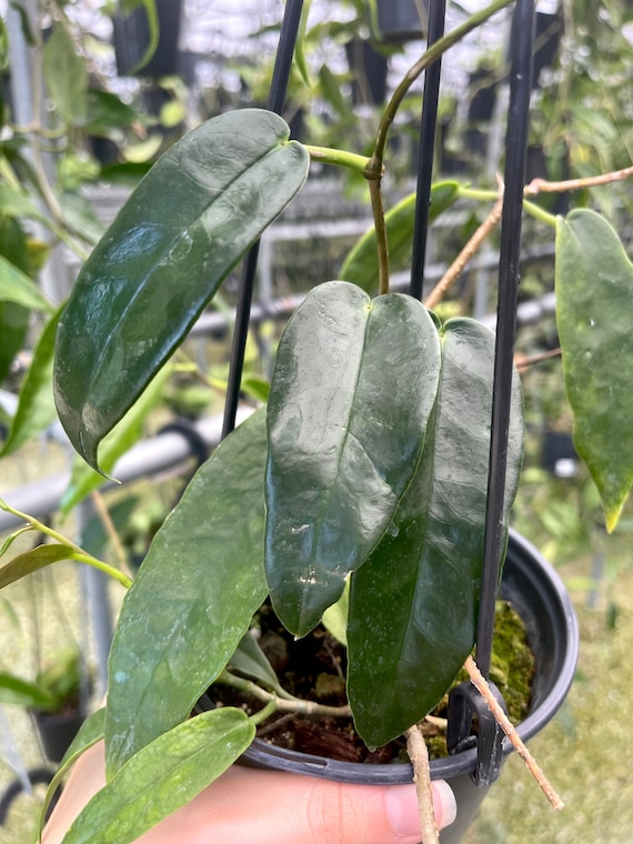 Hoya Archboldiana 'pink' | Very RARE Hoya Plant - Etsy