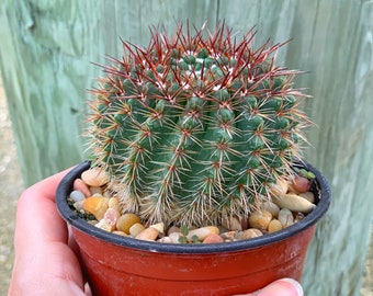 Notocactus Schlosseri | Cactus Plant