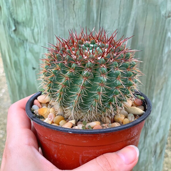 Notocactus Schlosseri | Cactus Plant