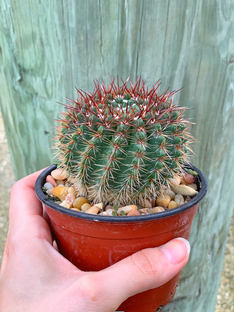 Notocactus Schlosseri Cactus Plant image 1