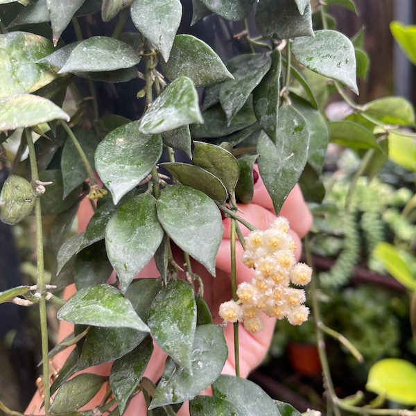 Hoya Lacunosa | Cinnamon Hoya