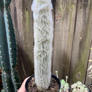 Old Man Cactus Cephalocereus Senilis image 3