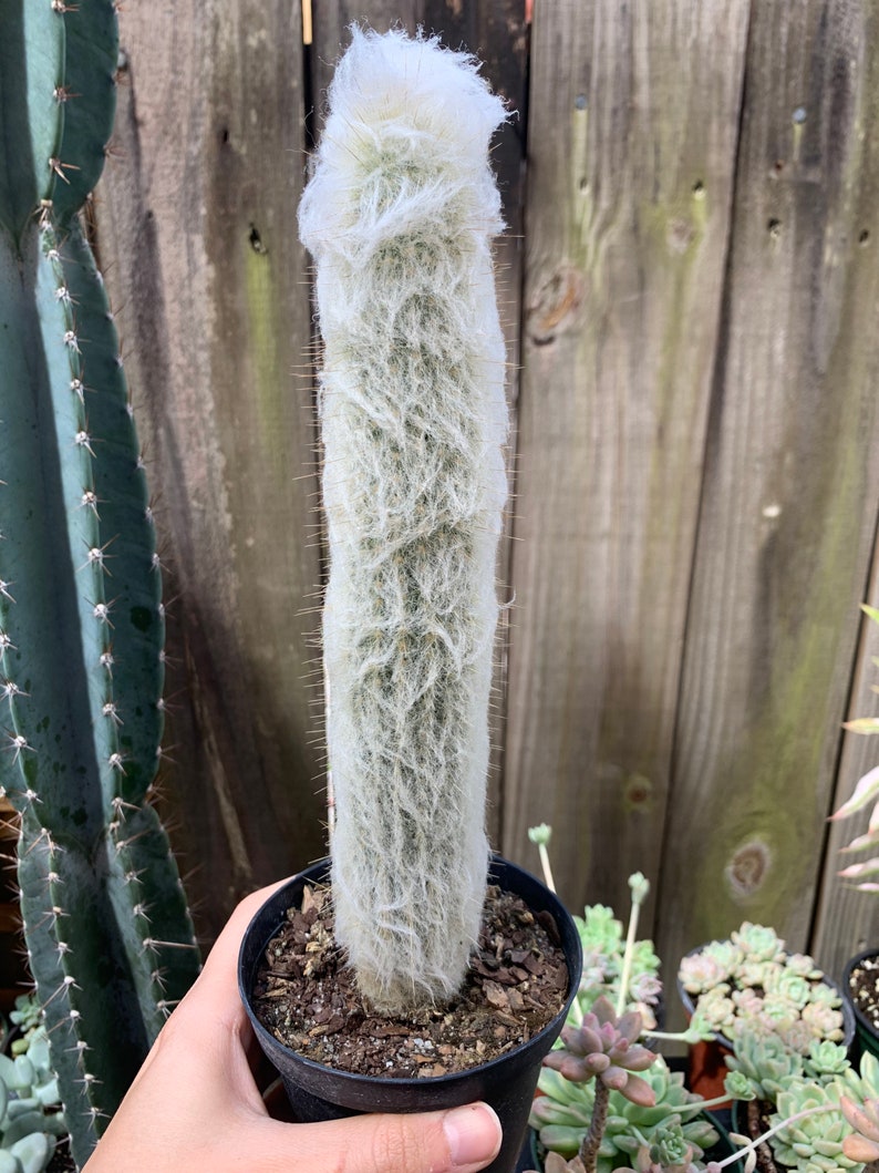 Old Man Cactus Cephalocereus Senilis image 3