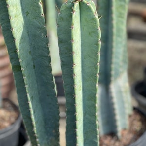 Peruvian Apple Cactus | Tall Cactus | Bare Root