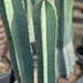 see more listings in the Cacti section