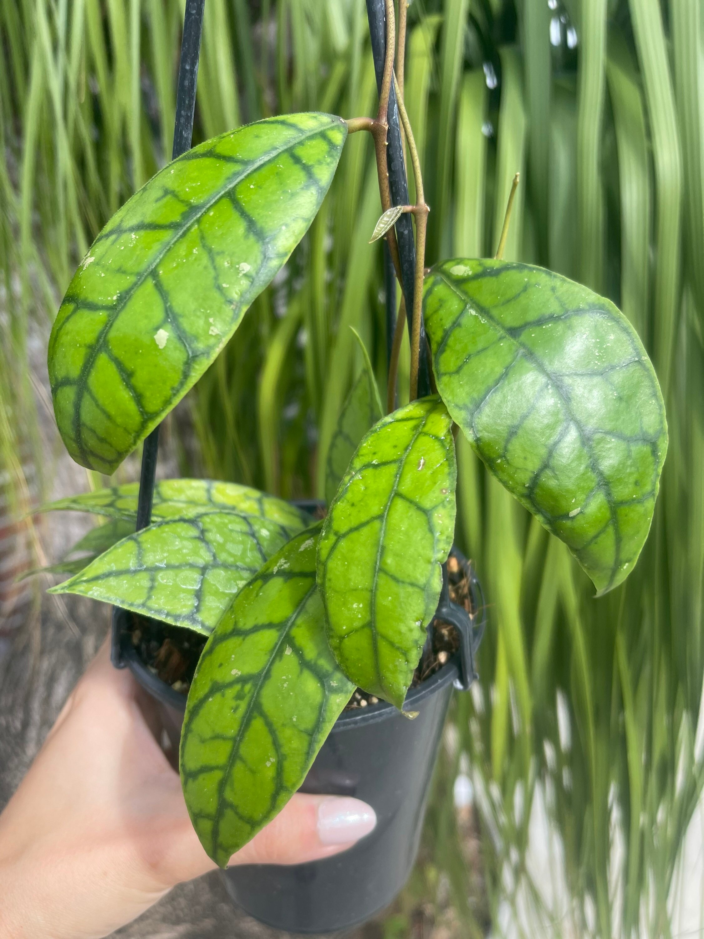 Hoya Sp. Kalimantan IML 1168 | Very RARE Hoya Plant - Etsy