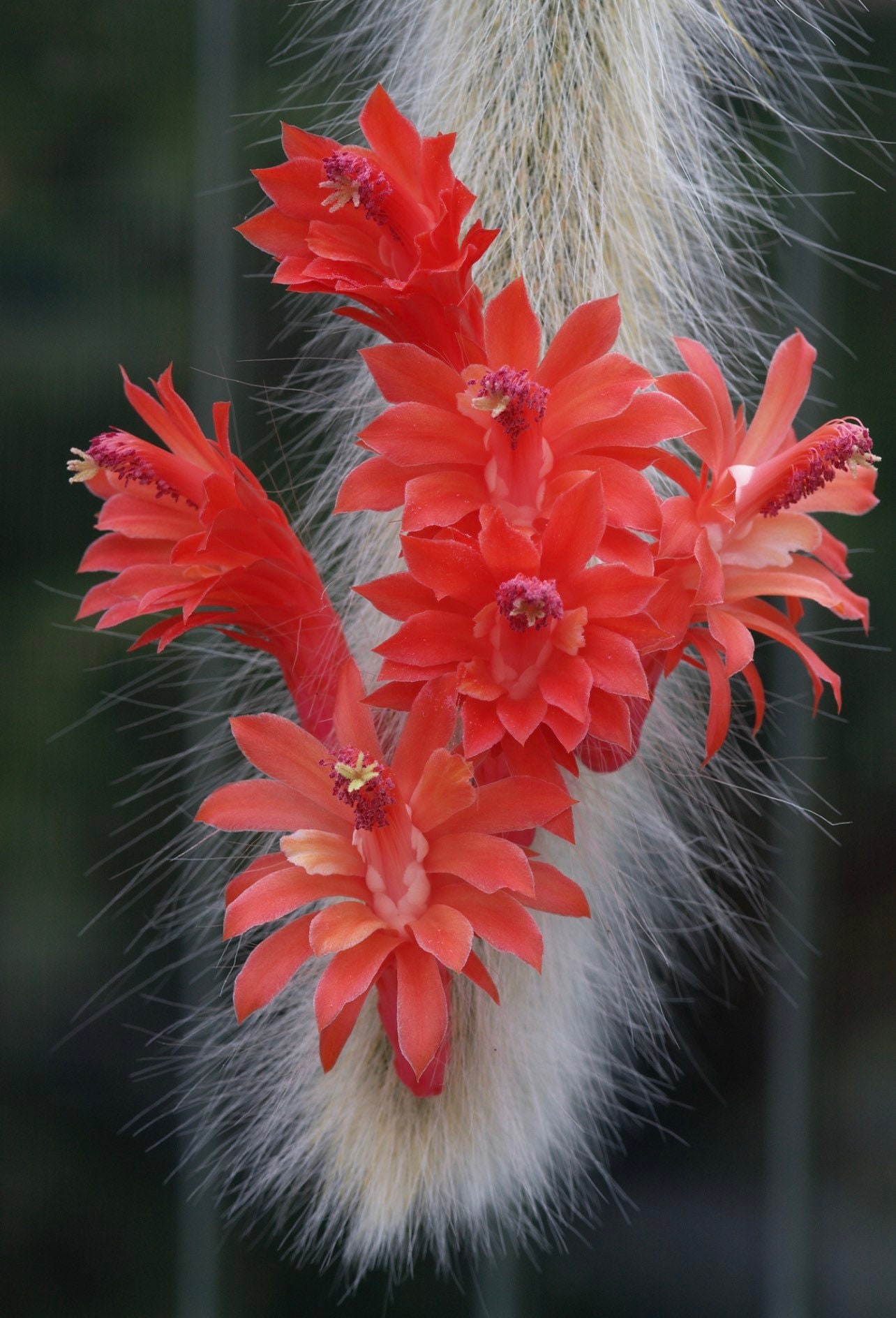 Cleistocactus Winteri Subsp. Colademononis | Monkey's Tail Cactus - Etsy  Schweiz