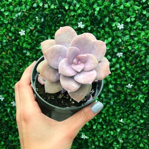 Graptopetalum Superbum | Succulent