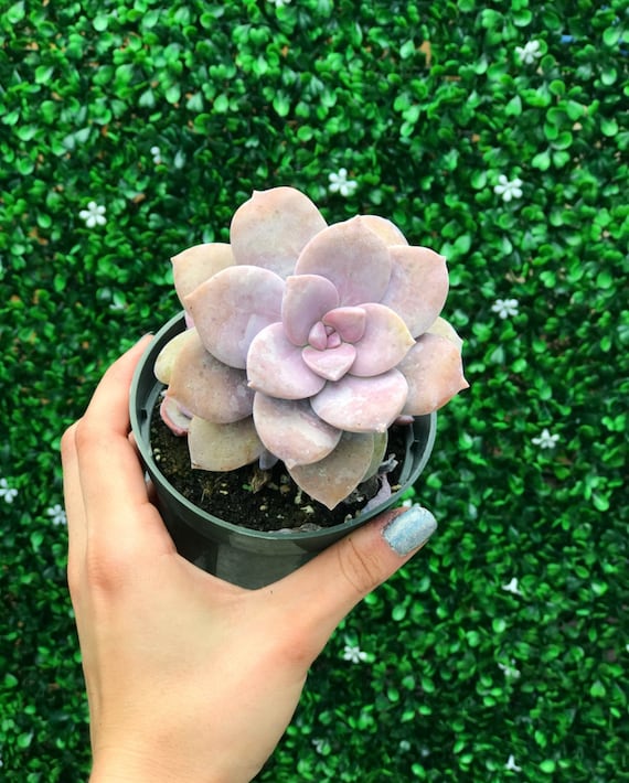 bulb succulent Succulent Silver Squill Live Plant Variegated Ledebouria socialis 1 Bu –  Jayme Garden main image 0