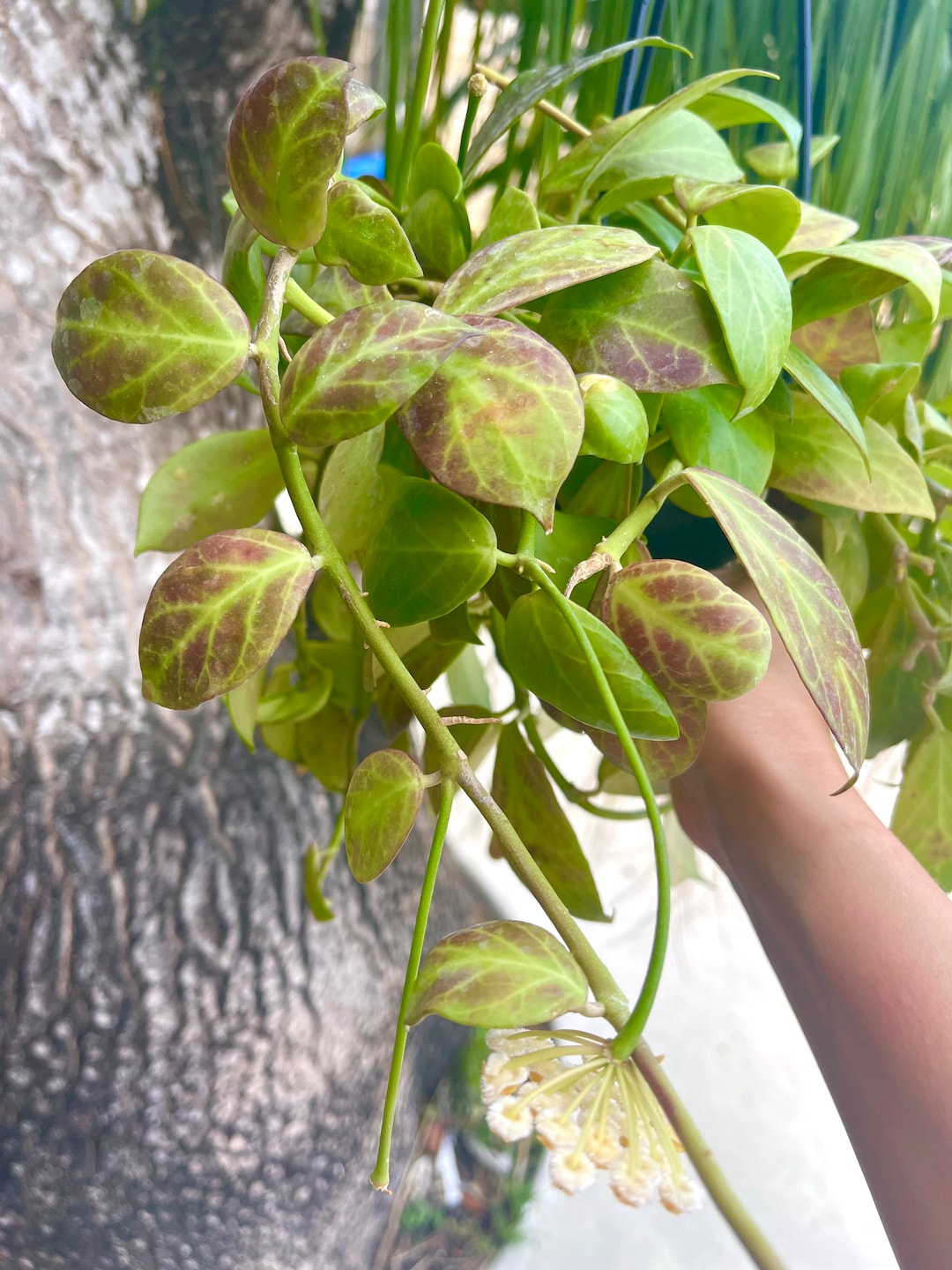 Hoya Obscura | Rare Hoya Plant - Etsy 日本