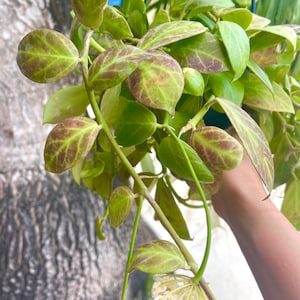 Hoya Obscura | Rare Hoya Plant