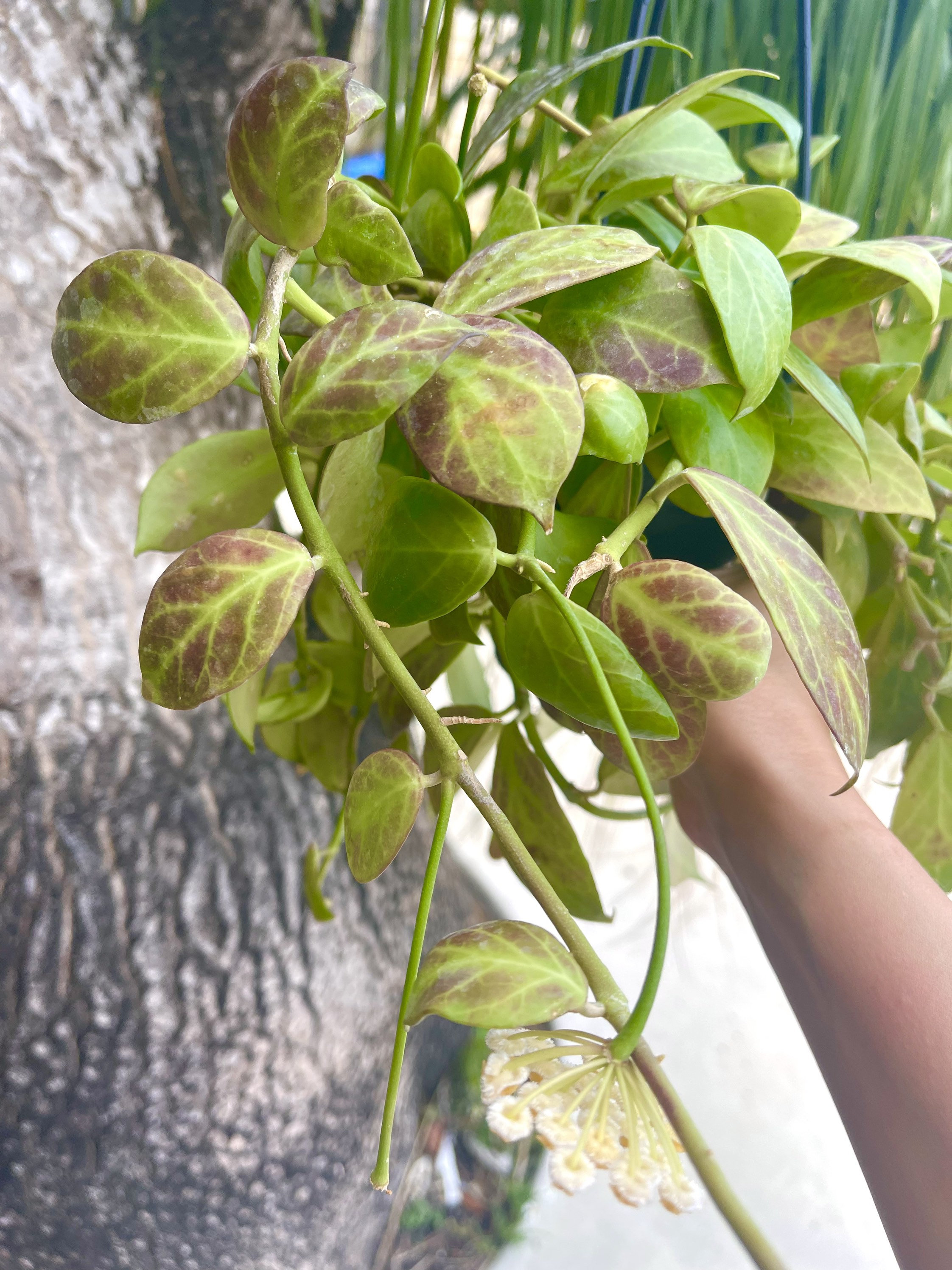 Hoya Obscura | Rare Hoya Plant - Etsy 日本
