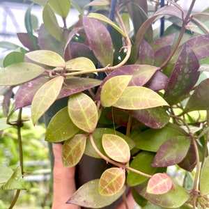 Hoya Sipitangensis | RARE Hoya Plant