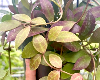 Hoya Sipitangensis | RARE Hoya Plant
