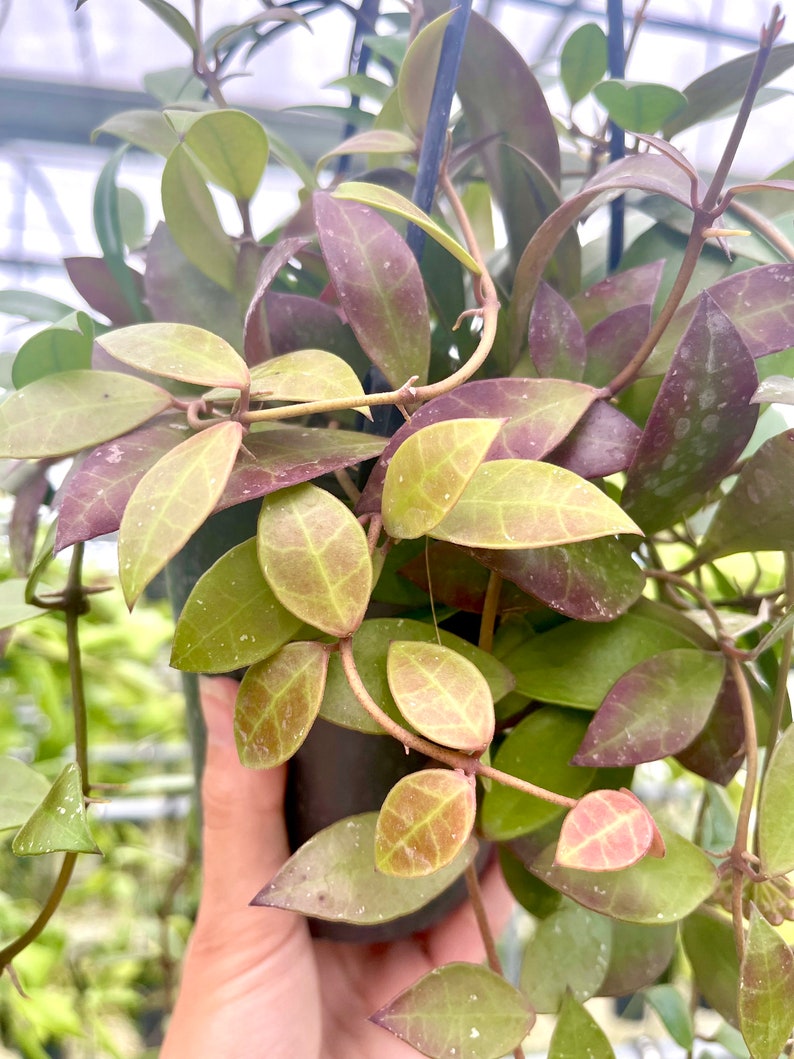 The Zen Succulent Hoya Sipitangensis - Thumbnail 3
