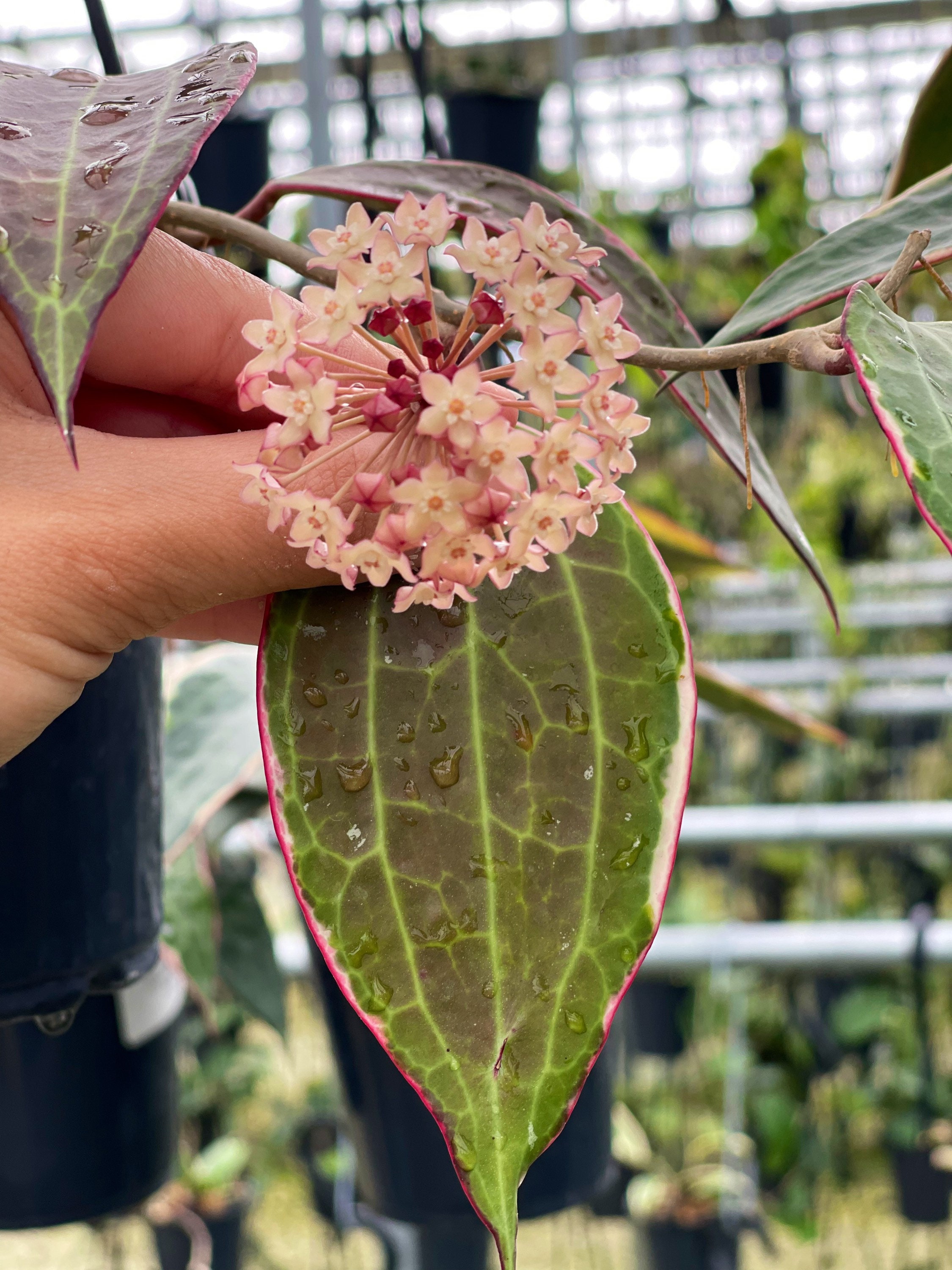 Hoya latifolia 'Albomarginata' | grow urban. Edinburgh