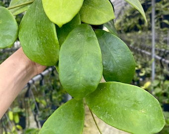 Hoya Excavata | Hoya Plant