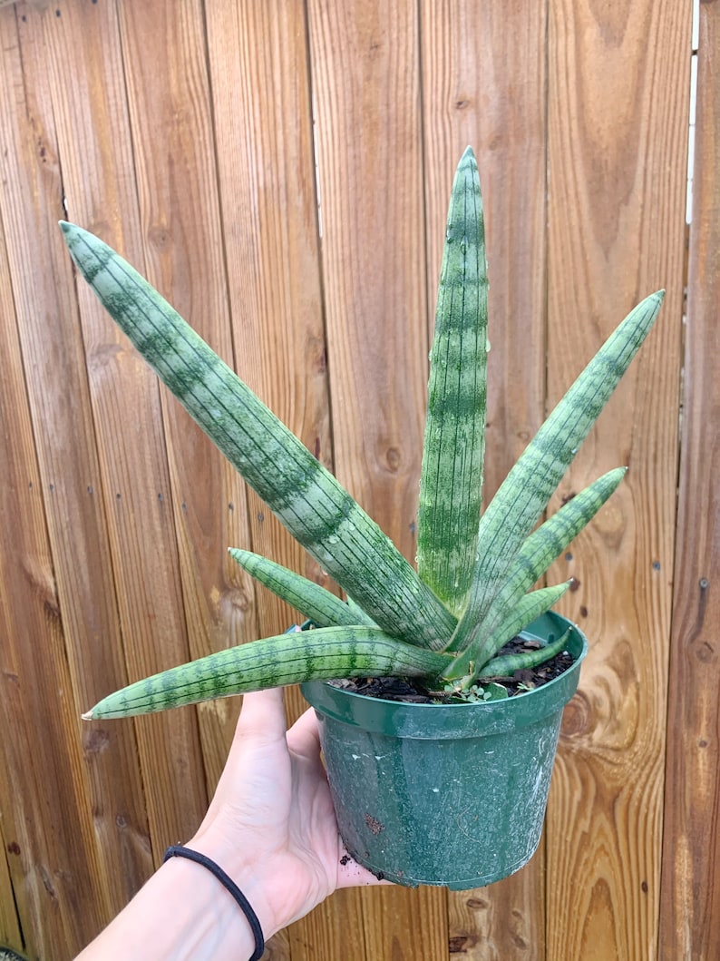 Sansevieria Cylindrica Boncel Starfish l RARE Large Size image 4