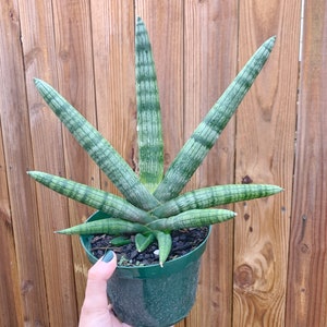 Sansevieria Cylindrica Boncel Starfish l RARE Large Size image 3