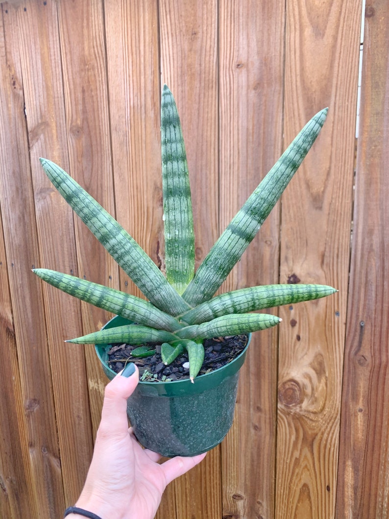 Sansevieria Cylindrica Boncel Starfish l RARE Large Size image 3