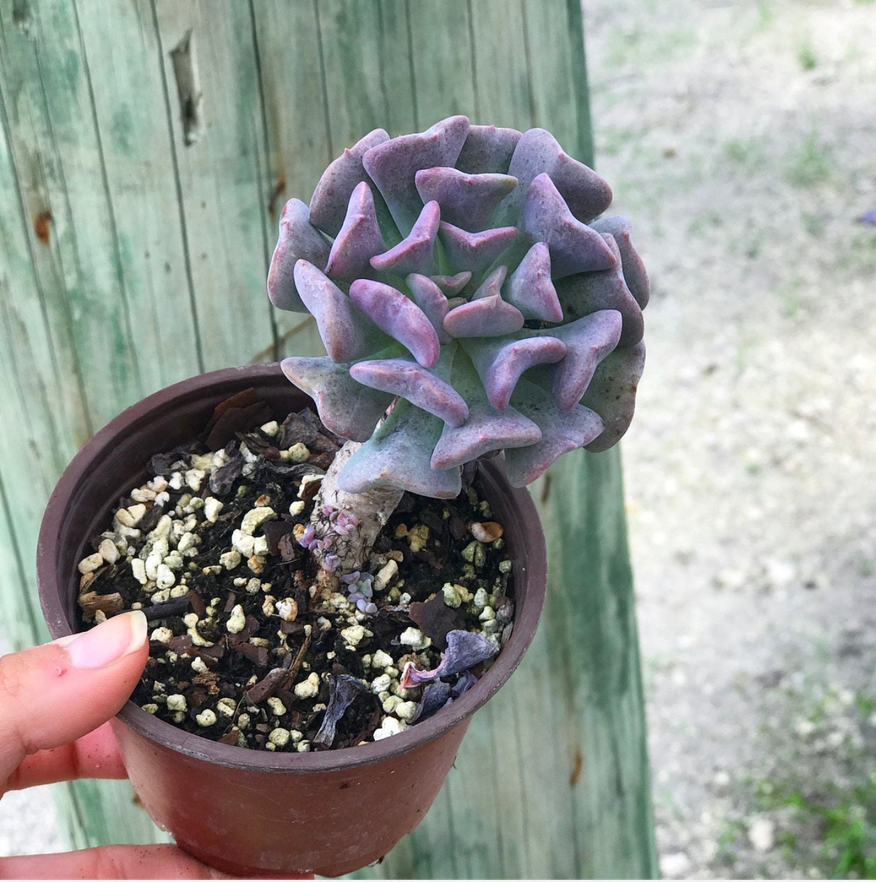 Echeveria Cubic Frost l Succulent - Etsy 日本