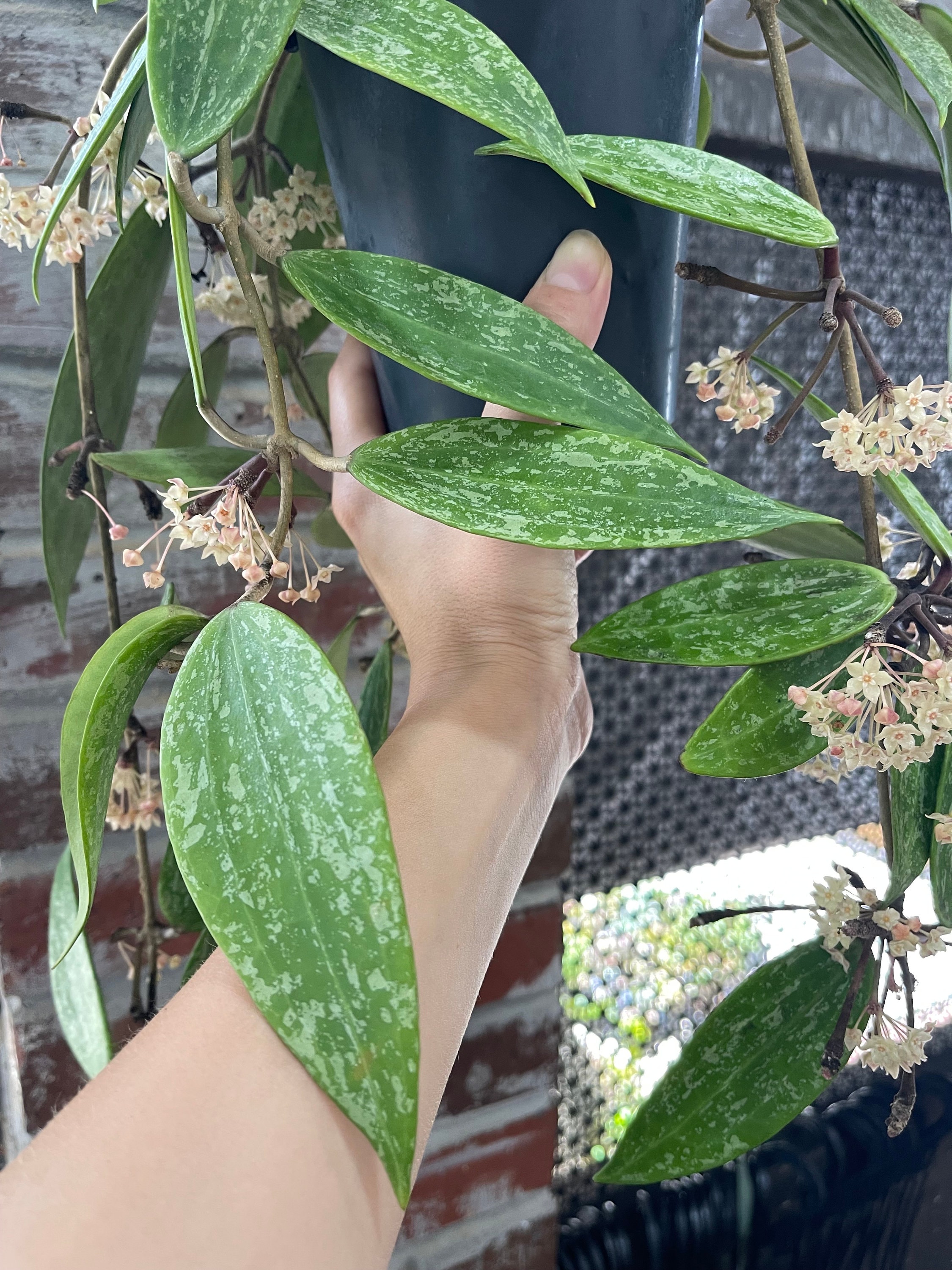 ホヤ ランサン シルバー スプラッシュ |希少な保谷植物 - Etsy 日本