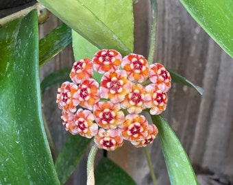 Hoya Meliflua | VERY RARE - Etsy