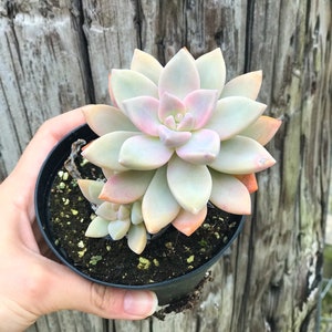 Pink Rainbow Graptopetalum l Rare Succulent