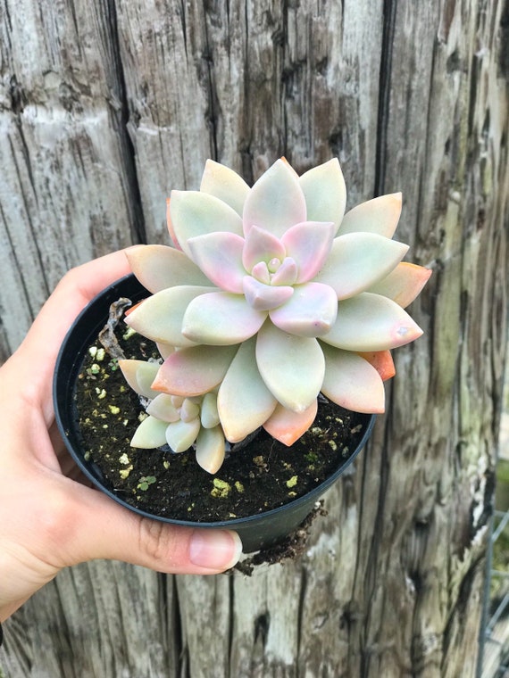 Pink Rainbow Graptopetalum l Rare Succulent
